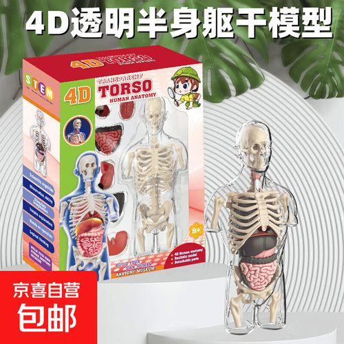 探索生命奧秘 孕婦解剖模型玩具套裝，開啟孩子的4D科學啟蒙之旅